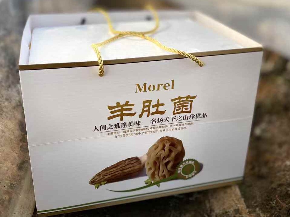 新鲜羊肚菌礼盒