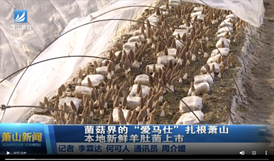 萧山电视台报道基地羊肚菌丰收！